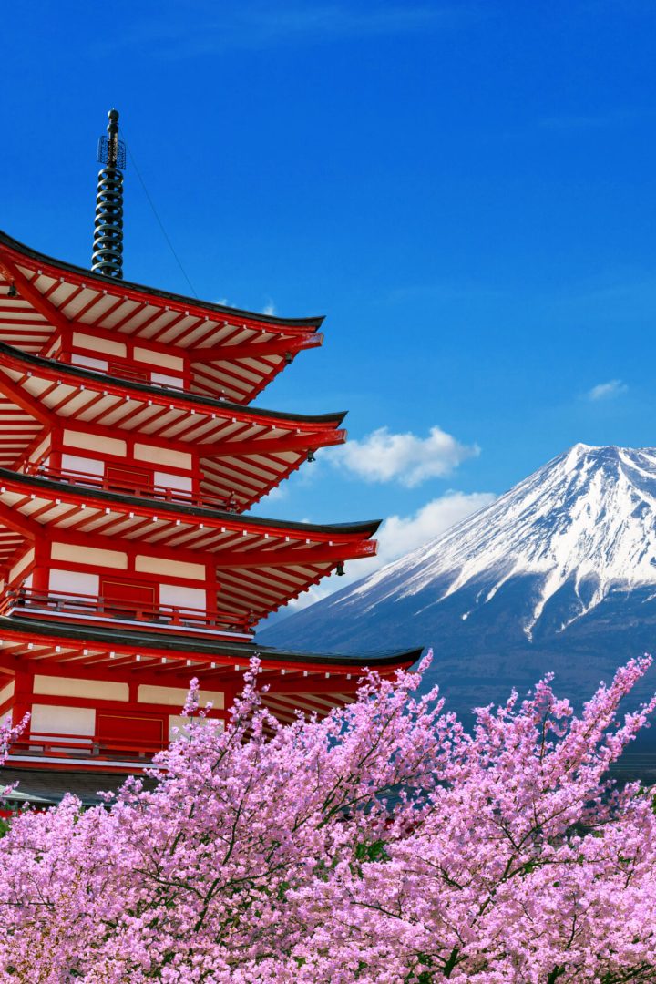 Cherry blossoms in spring, Chureito pagoda and Fuji mountain in Japan.